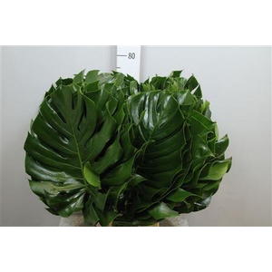 Monstera   ...blad
