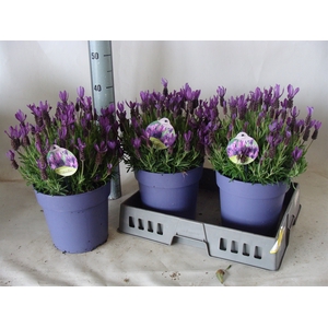 Lavandula stoec.
