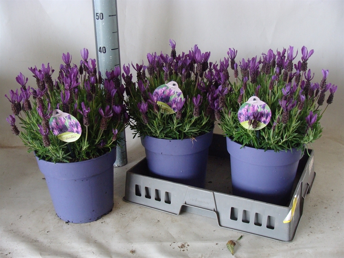 <h4>Lavandula stoec.</h4>