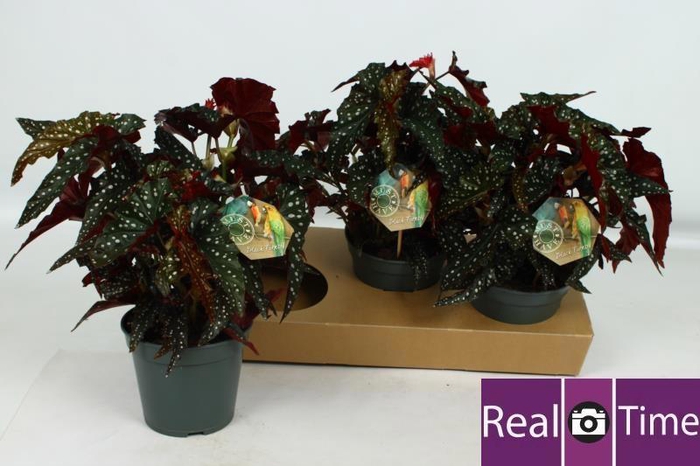 <h4>BEG MA BLACK FOREST</h4>