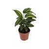 CALATHEA PRINCEPS P17