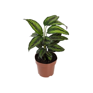CALATHEA PRINCEPS P17