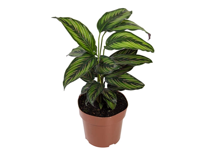 <h4>CALATHEA PRINCEPS P17</h4>