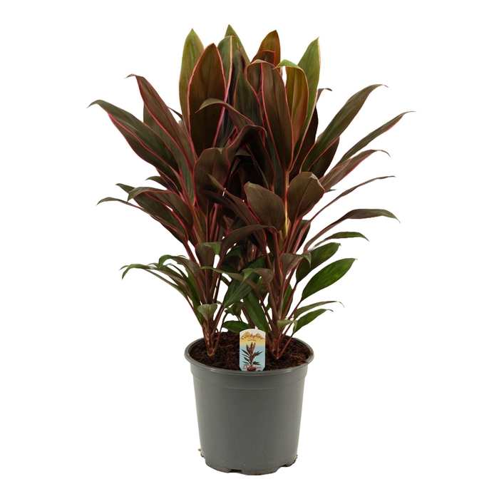 <h4>Cordyline Rumba Toef 19 cm</h4>