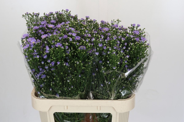 <h4>Aster Cassandra</h4>