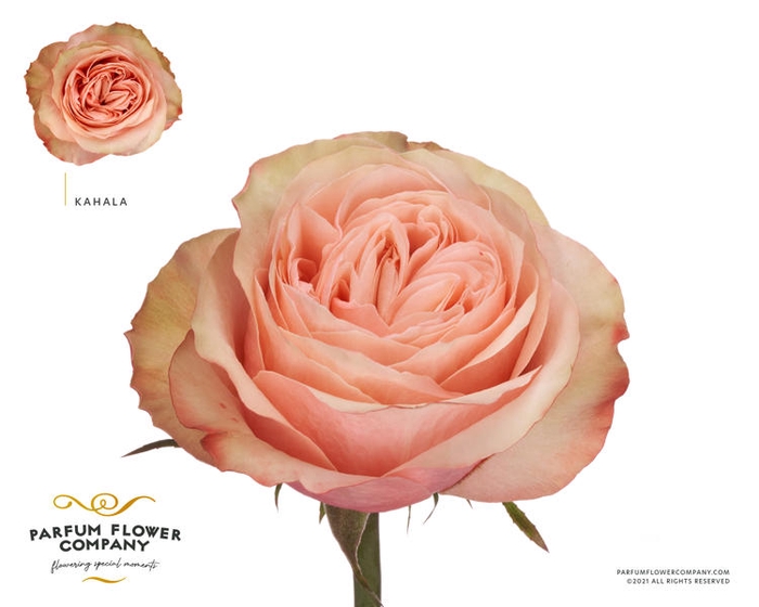 <h4>R Gr Garden Kahala</h4>