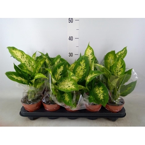 Dieffenbachia  'Compacta'