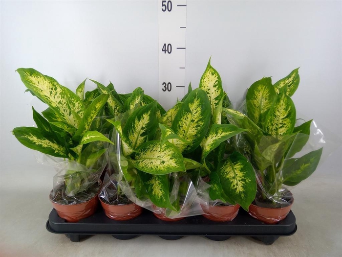 <h4>Dieffenbachia  'Compacta'</h4>