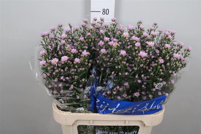 <h4>Ast Claudia</h4>