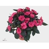IMPAT CP DEEP PINK