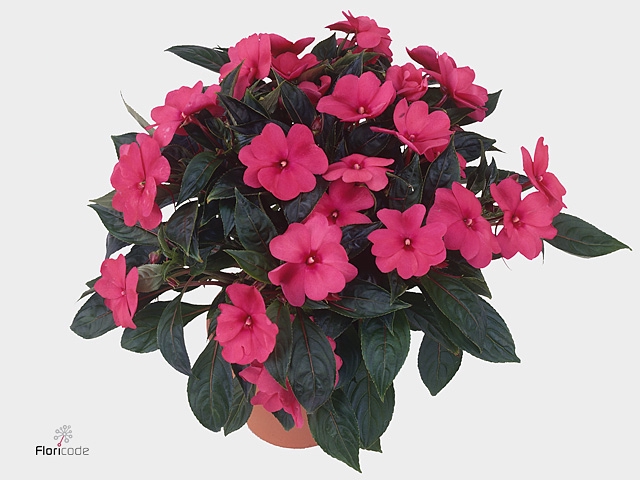 IMPAT CP DEEP PINK