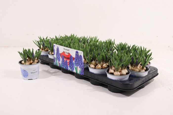 Muscari Big Smile 9Ø 14cm