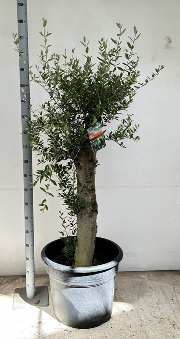 <h4>OLEA EUROPAEA</h4>