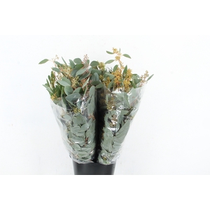 EUC POPULUS BERRY 300GR SPECIAL X5