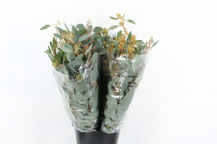 <h4>EUC POPULUS BERRY 300GR SPECIAL</h4>