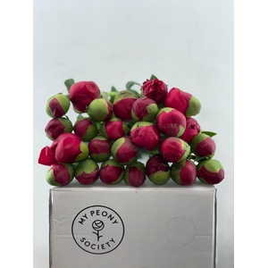 Paeonia Command Performance