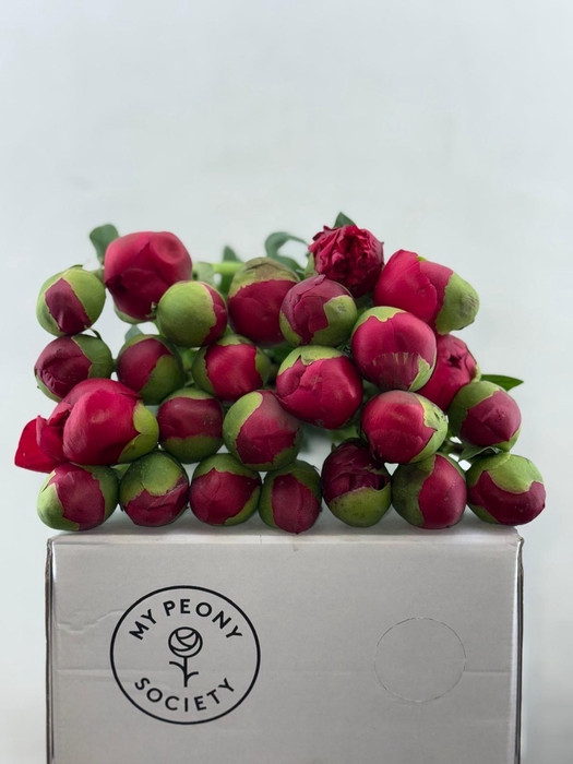 <h4>Paeonia Command Performance</h4>