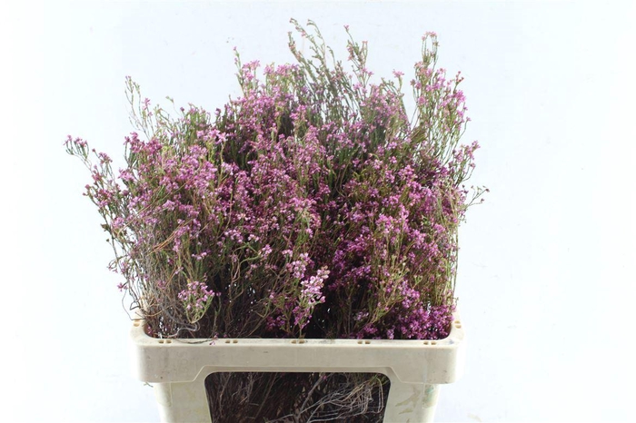 <h4>Kaaps Erica Pink</h4>