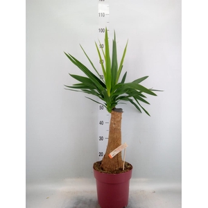 Yucca elephantipes   ...