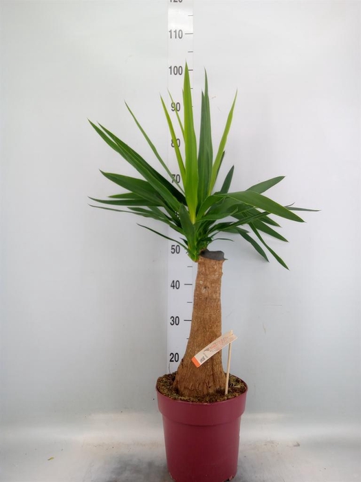 Yucca elephantipes   ...