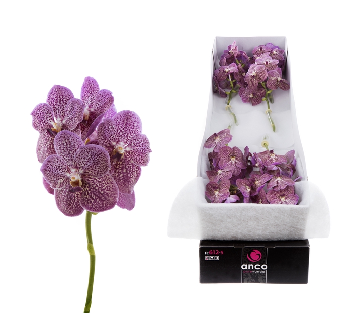 <h4>Vanda Tropical Punch</h4>