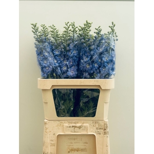 Delphinium Centurion Skyblue