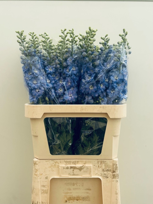 <h4>Delphinium Centurion Skyblue</h4>