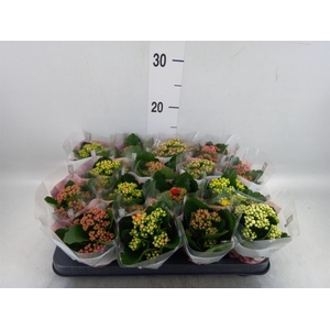 Kalanchoe blos. 'RoyalDon'   ..mix