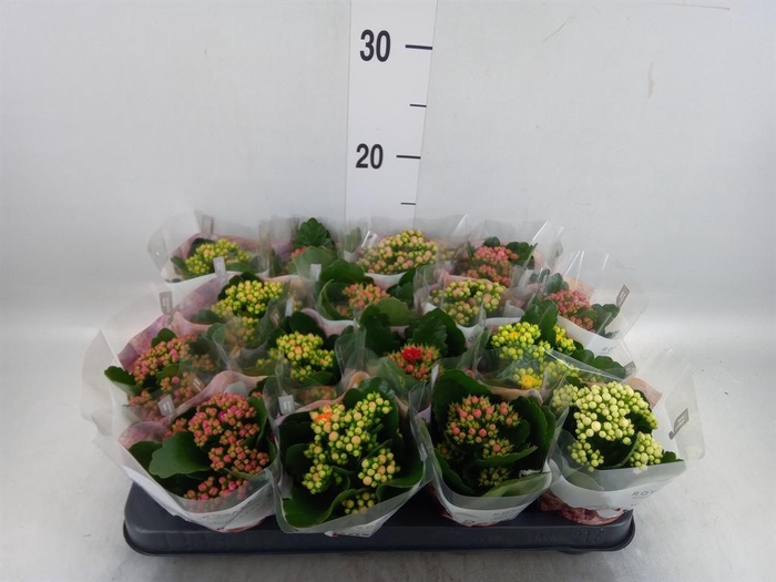 <h4>Kalanchoe blos. 'RoyalDon'   ..mix</h4>