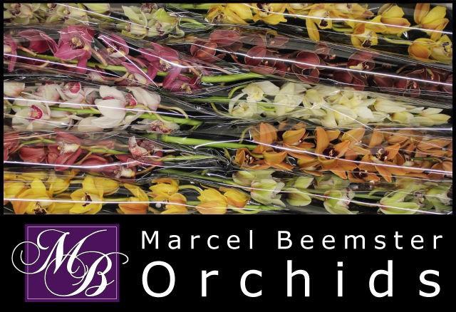 <h4>CYMB MI GEM</h4>