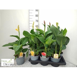 CANNA CANNOVA GEM