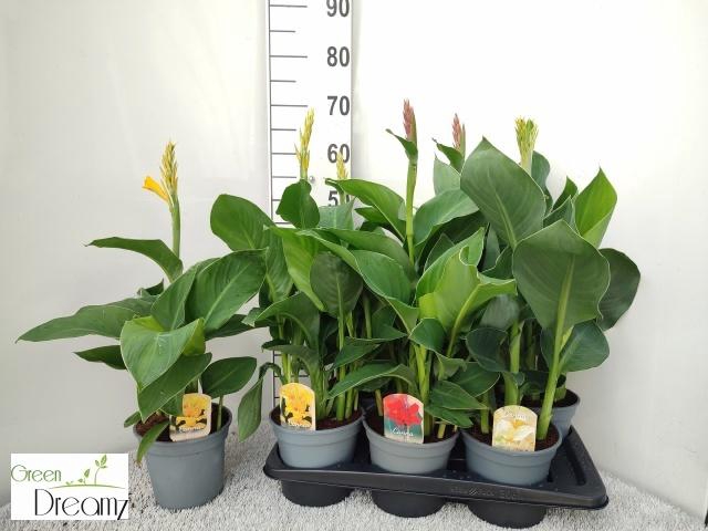 <h4>CANNA CANNOVA GEM</h4>