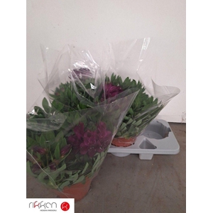 ALST INTI DA PURPLE