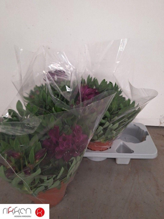<h4>ALST INTI DA PURPLE</h4>