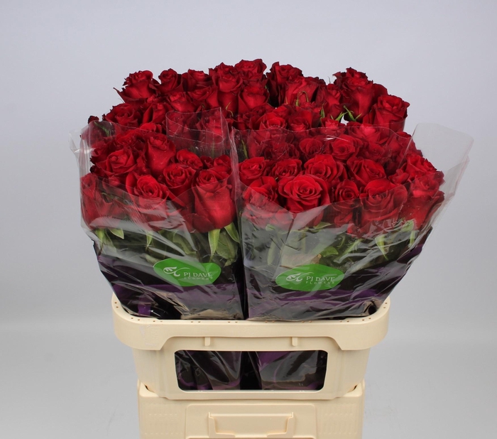 <h4>R GR EVER RED</h4>