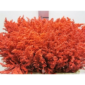 Solidago Rood