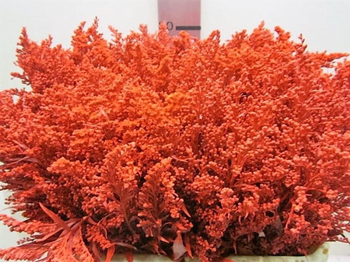 Solidago Rood