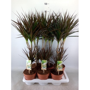 Dracaena marg. 'Magenta'