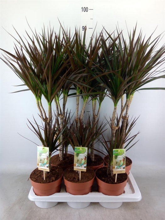 <h4>Dracaena marg. 'Magenta'</h4>