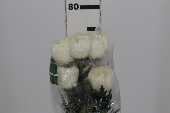 <h4>ANASTASIA HERRERA 080 CM BRANCO</h4>