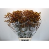 Anigozanthos Gold Fever