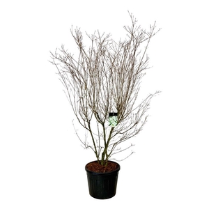 Cornus kousa 'Milky Way'