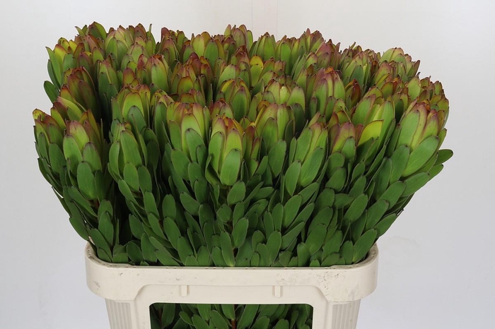 <h4>Leucadendron Goldstrike</h4>