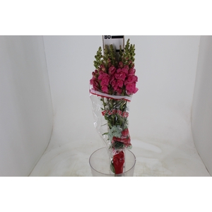 BOCA DE LEAO POTOMAC PINK EARLY 080