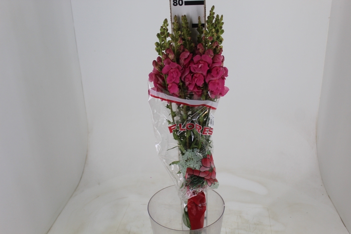 <h4>BOCA DE LEAO POTOMAC PINK EARLY 080</h4>