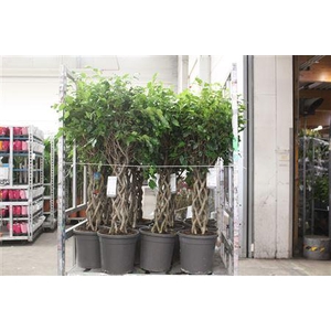 Fic Benjamina Ov 6pp Twister Koker