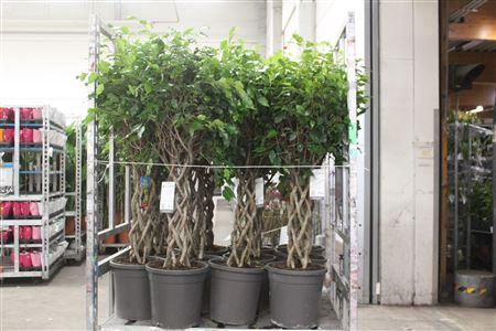 <h4>Fic Benjamina Ov 6pp Twister Koker</h4>