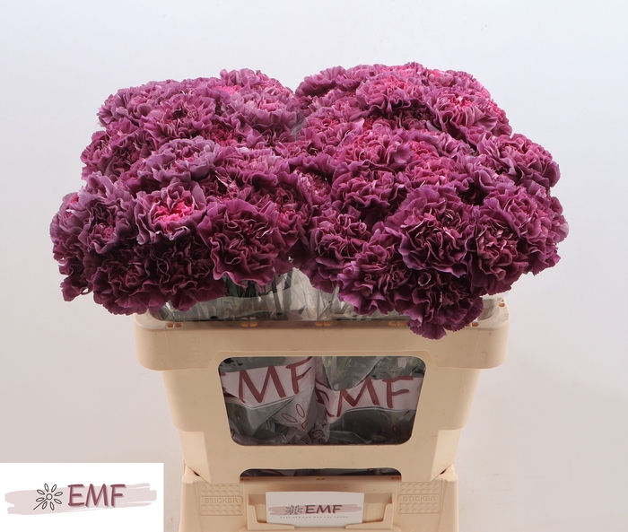 <h4>DI ST MUSTANG</h4>