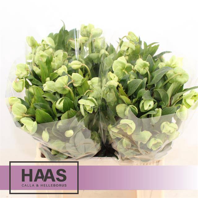 <h4>Helleborus Magnific Bells Haas Calla</h4>
