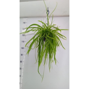 Rhipsalis   ...